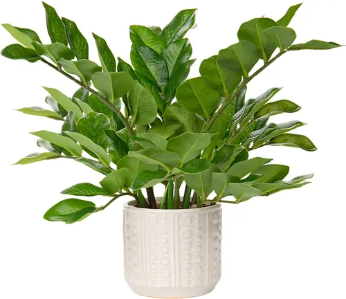 Vista 11 de Briful Plantas Artificiales de Interior, Plantas ZZ Artificiales en Maceta Negra Plantas de Seda Artificiales para Casa Oficina Mesa de Comedor