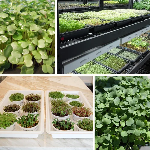 Vista 4 de Semillas orgánicas de microgreens de guisantes de áfila – 1 onza ~ 90 semillas – Semillas de brotes de microguisantes sin OMG – Lotes de zarcillos
