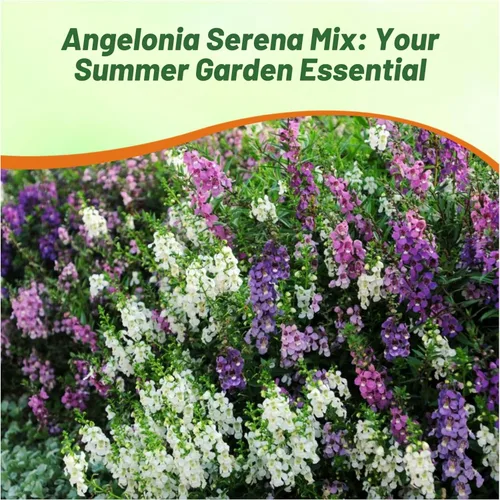 Vista 6 de Outsidepride Serena Mix Angelonia - Semillas de dragón para plantar, 10 semillas de flores perennes, aptas para polinizadores, tolerantes al calor