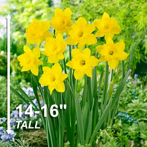 Vista 3 de Garden State Bulb Narciso Trompeta Dutch Master Narciso Flor Bulbos 0.3 in, Plantación de Otoño (Bolsa de 25)