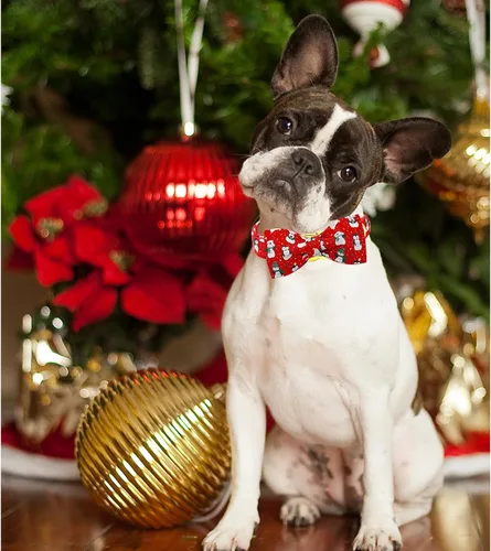 Vista 5 de Lionheart glory Collar de Navidad para perro, collar de lazo rojo para perro, collar de pingüino, ajustable, suave y cómodo, para perros pequeños