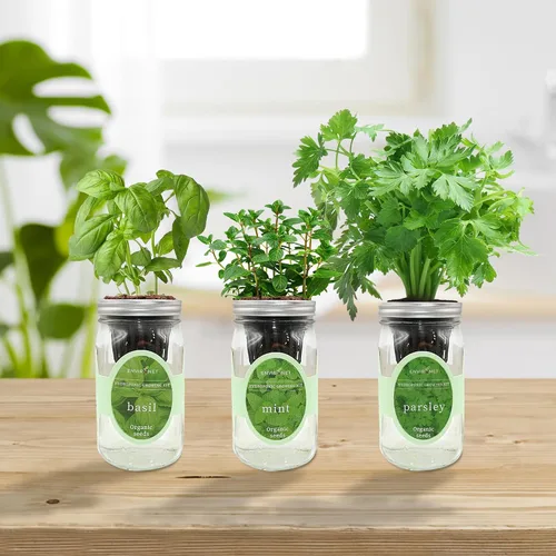 Vista 3 de Kit de cultivo de hierbas hidropónicas, kit de inicio de jardín de hierbas con riego automático en tarro de masón para interiores, jardín de hierbas