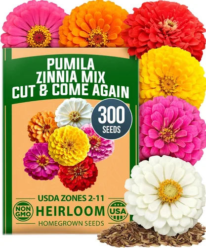 Vista 42 de HOME GROWN Semillas de zinnia rosa – 300 zinnias Luminosa 0.5g, semillas anuales de flores fáciles de cultivar para plantar al aire libre para 2026