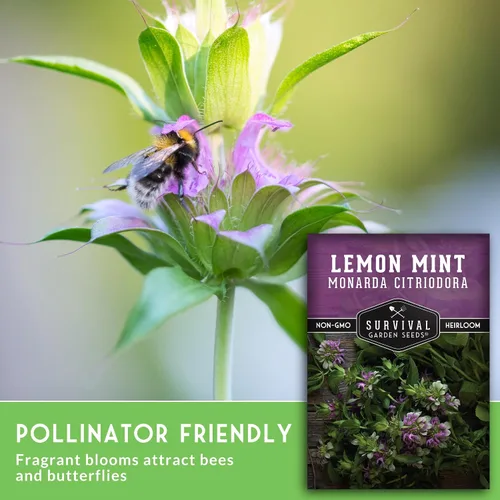 Vista 3 de Semillas de limón y menta para plantar (Monarda Citriodora) Bálsamo de abeja de limón/menta de caballo, hierbas medicinales y plantas de jardín