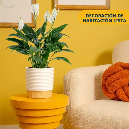 Vista 2 de Costa Farms - Lirio de paz Spathiphyllum, planta viva