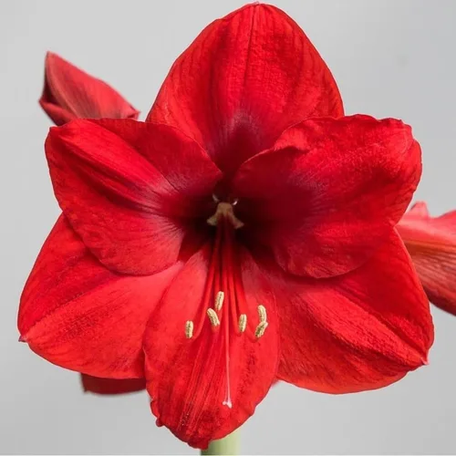 Vista 4 de Kit de bulbos de amarilis pre-maceta Chalily: León Rojo en impresionante maceta de cerámica roja rubí SIN necesidad de plantación Flores