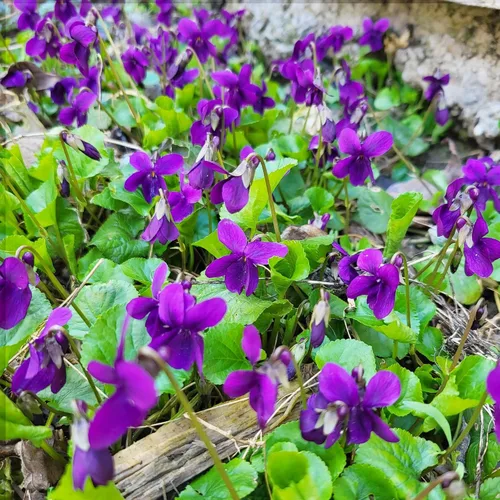 Vista 4 de Más de 300 semillas de flores perennes de violeta dulce para plantar al aire libre reliquia sin OMG