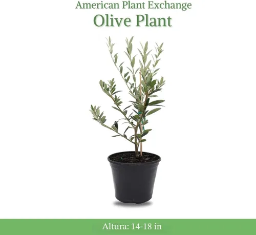 Vista 2 de American Plant Exchange - Olivo arbequina – Planta viva en maceta de 5 pulgadas, árbol frutal, variedad comestible resistente al frío