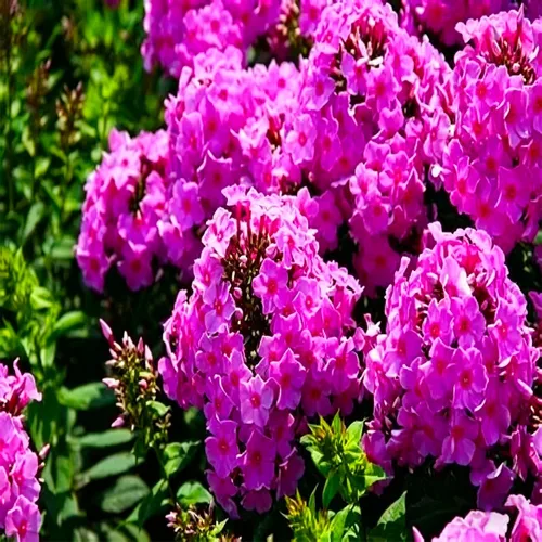 Vista 2 de 1000 semillas de tomillo rastrero morado, semillas de tomillo para plantar al aire libre, flor perenne de semillas de timo serpyllum sin OMG