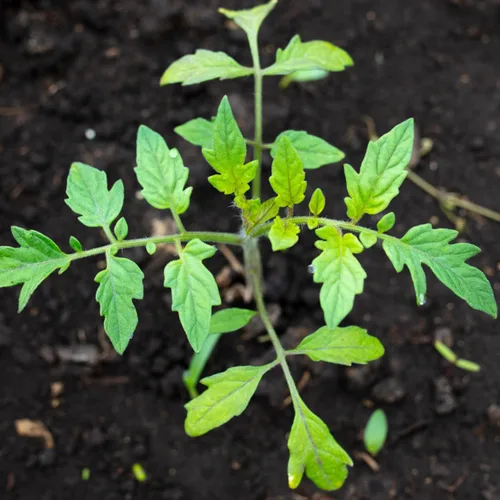 Vista 2 de Seed Needs Semillas de tomate para plantar tomates indeterminados de carne de res verdaderos, reliquia sin OMG y semillas de vegetales sin tratar