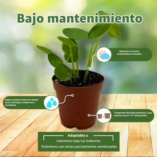 Vista 5 de BubbleBlooms Planta de dinero chino Pilea Peperomioides en maceta de 2 pulgadas