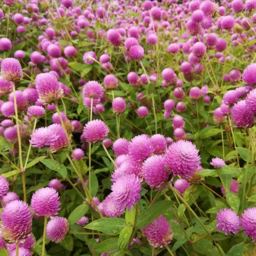 Vista 11 de Outsidepride - Semillas mixtas de Gomphrena - 1000 piezas anuales, tolerantes al calor y la sequía, semillas de amaranto globo amigables