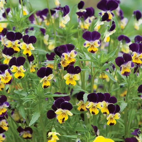 Vista 2 de 500 semillas de flores de viola Johnny Jump UP Helen Mount Tricolor Flower