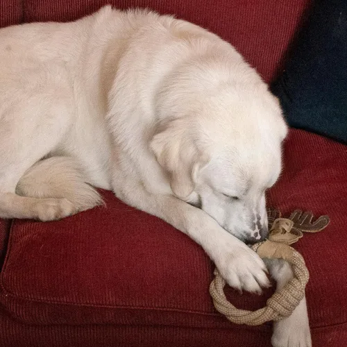 Vista 14 de SPOT Dura-Fused - Anillos de cuero de animales – Juguete de cuerda para perro, hecho con cuero real y tela de yute, anillo de cuerda duradero es