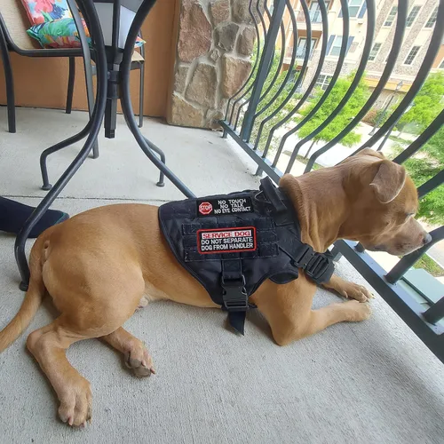 Vista 5 de 10 Piezas de Emblema de Servicio para Perros K9 "Por Favor No Me Acaricien" en Entrenamiento Sin Tocar Insignia Completa Bordada para Arnés de 1.