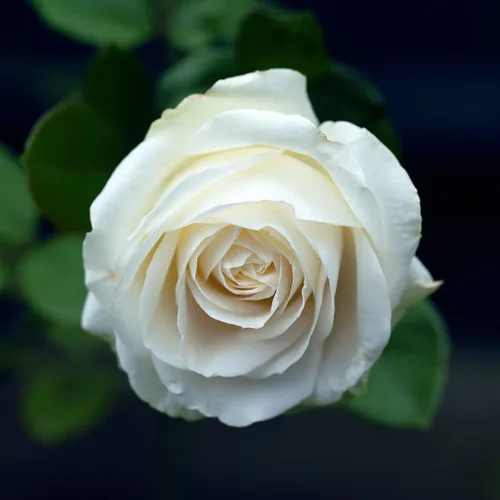 Vista 5 de Dr Joe Lab White Rose Water Hydrosol – Agua de rosas búlgara destilada natural pura agua de rosas veganas hidratantes en aerosol tonificante niebla