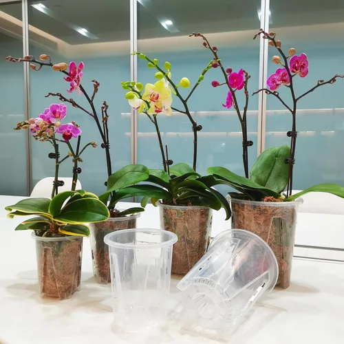 Vista 5 de Paquete de 12 macetas de orquídea, 3 de cada una de 3.9, 4.7, 5.5 y 6.3 pulgadas, macetas transparentes para orquídeas con agujeros