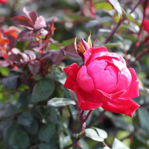 Vista 3 de Brighter Blooms Arbusto de rosa Double Knock Out®, 1 galón