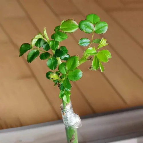 Vista 3 de Cinta de Injerto Película de Injerto para Plantas, Paquete de 2 Cinta de Injerto de Jardín Extensible Cintas de Reparación de Plantas para Injertos