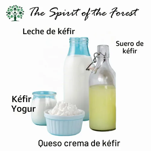 Vista 2 de Granos vivos de kéfir de leche - Live Active Starter Cultures Scoby para bebida probiótica casera para almendras, kéfir de coco o leche entera