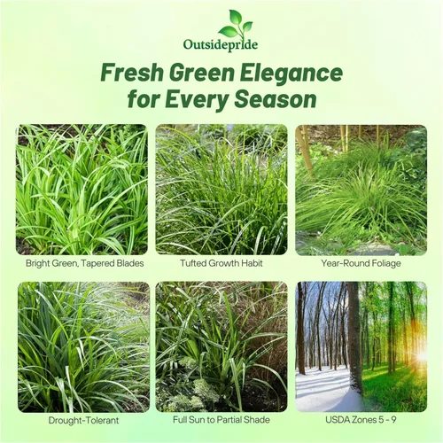 Vista 2 de Outsidepride - 100 semillas de la hierba ornamental perenne cárice llorón (Carex pendula [Fresh Look]) para sembrar