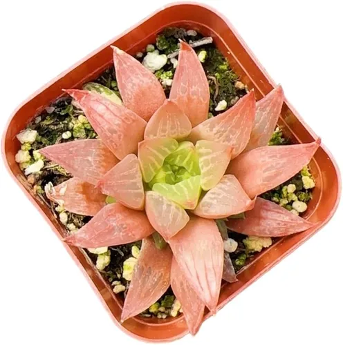 Vista 5 de Plantas vivas de Haworthia (maceta Attenuata VAR Glabrata de 2")