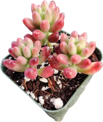 Vista 6 de Plantas suculentas vivas Plantas Sedum (maceta Clavatum de 2")