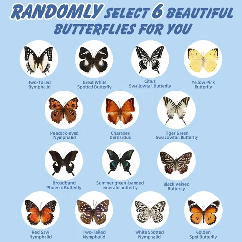 Vista 3 de WTUAWB 6 piezas de mariposa de taxidermia real – especímenes de producción creativa de bricolaje, animales de taxidermia para caja de sombra