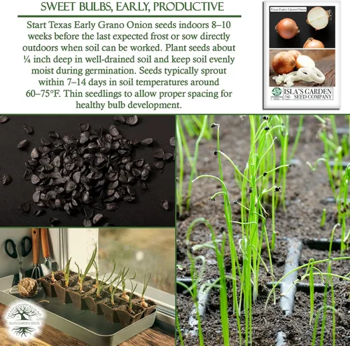 Vista 5 de Semillas de cebolla granada temprana de Texas (Allium cepa) – Más de 300 semillas de reliquia sin OMG de Isla's Garden Seeds, cebolla dulce de día