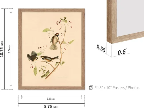 Vista 3 de Poster Master Póster Vintage de Titmouse Canadiense - Impresión Retro de Aves de América - Arte de Aves - Regalo para Hombres, Mujeres y Amantes