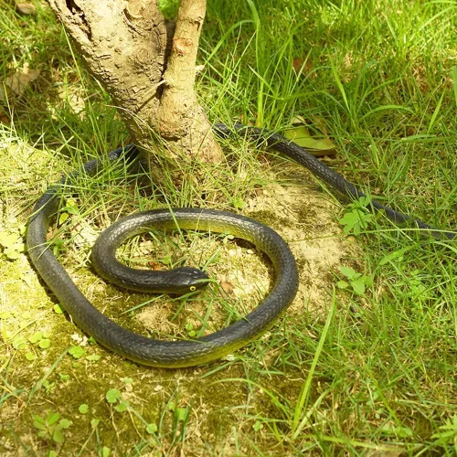 Vista 7 de 6 piezas de serpientes de goma grandes realistas de plástico falso, juguetes de serpiente para mantener a los pájaros alejados para accesorios