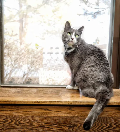 Vista 5 de In Clover Fresh Digest - Ayuda digestiva diaria y apoyo inmunológico para gatos