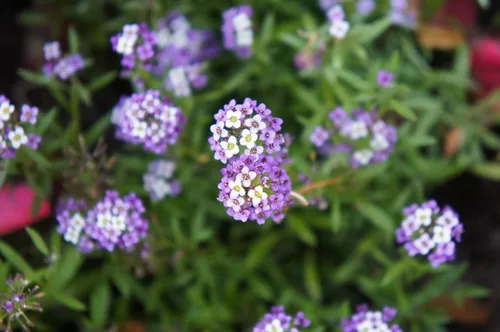 Vista 5 de TKE Farms & Gardens - Semillas de Alyssum para plantar, Alfombra Real, más de 1000 semillas de flores autóctonas sin OMG, perfectas para jardines