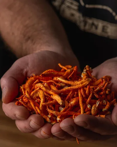 Vista 11 de Mezcla Cordyceps de bienestar de hongos con cápsulas Reishi: cápsulas orgánicas de hongos, suplemento en polvo de hongos, apoya el sistema