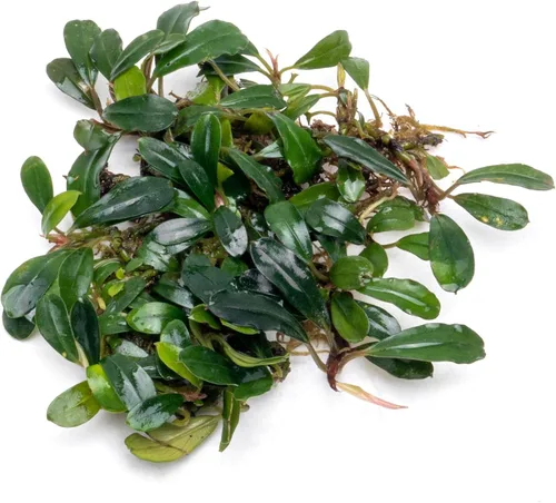 Vista 17 de SubstrateSource Bucephalandra Brownie Phantom - Planta de acuario viva – Decoración natural de pecera de agua dulce, decoración acuática