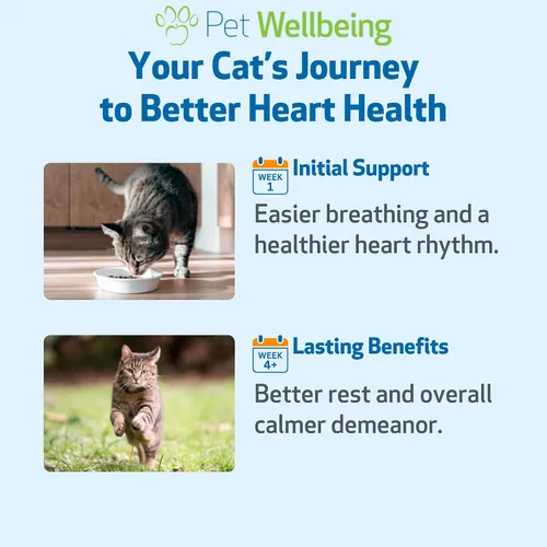 Vista 9 de Pet Wellbeing Young at Heart for Cats - Apoyo a la salud del corazón felino para personas mayores, bienestar cardiovascular con espino y agripalma