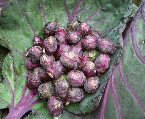 Vista 2 de Más de 100 semillas de coles de Bruselas Rosella Col - Vegetal Púrpura