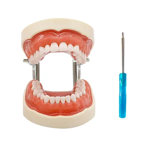 Vista 11 de Modelo de dientes Typodont con dientes extraíbles, modelo de dientes dentales adecuado para enseñanza, práctica y estudio, con un destornillador