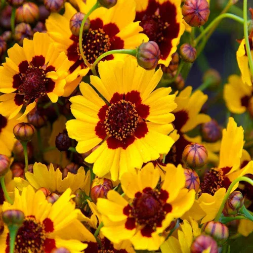 Vista 2 de Coreopsis Plains Tall Seed, 100 semillas de flores, amarillo brillante con centros rojos.