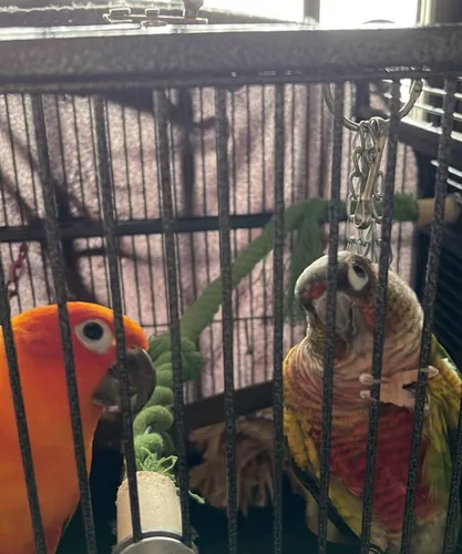 Vista 8 de Soporte para pájaros, perca en forma de U, material de cuerda de cáñamo, soporte de plataforma, juguetes de ejercicio para pájaros y loros
