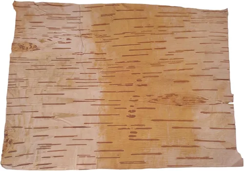Vista 4 de BHAVICREATION Bhojpatra Betula Bhojpatra - Bhojpatra - Bhojpatra - Bhojpatra - Bhojpatra - Bhojpatra - Bhojpatra - Bhojpatra - Bhojpatra - Bhojpatra