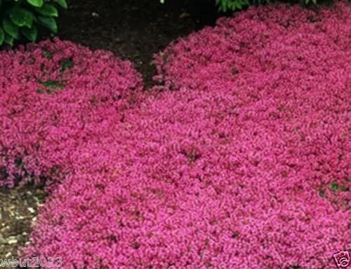 Vista 3 de Semillas de tomillo rastrero - Alfombra mágica - Thymus Serpyllum - Cubierta de suelo perenne!