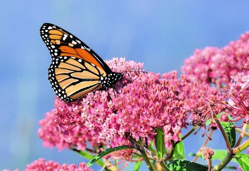 Vista 2 de Semillas nativas de algodoncillo de pantano para plantar (100 semillas) - Asclepias incarnata - Ideal para mariposa