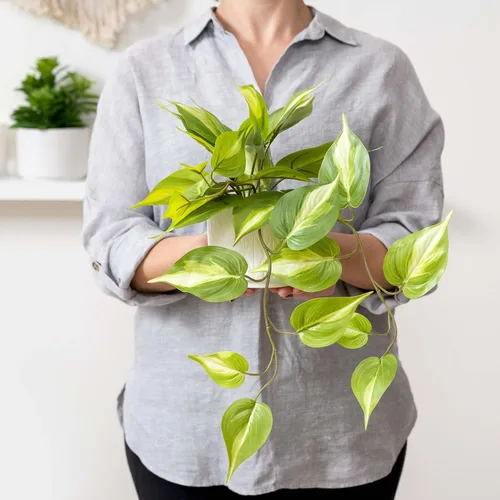 Vista 4 de Kurrajong Farmhouse Planta de potos falsa verde claro Planta falsa para decoración de estantes Planta de hiedra colgante artificial con maceta