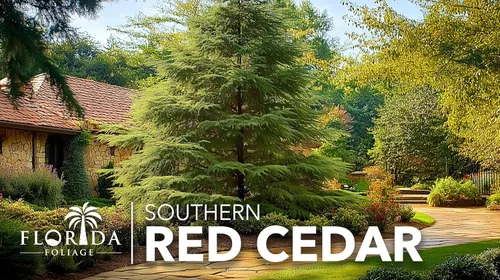 Vista 2 de Árbol de cedro rojo del sur 30 plantas vivas Juniperus virginiana Silicicola Árboles resistentes de hoja perenne de rápido crecimiento
