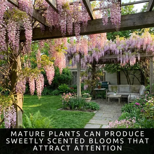 Vista 7 de 5 semillas de árbol bonsái de glicina rosa para plantar, Wisteria Floribunda, semillas de bonsái para plantar, semillas de árbol en flor, enredadera