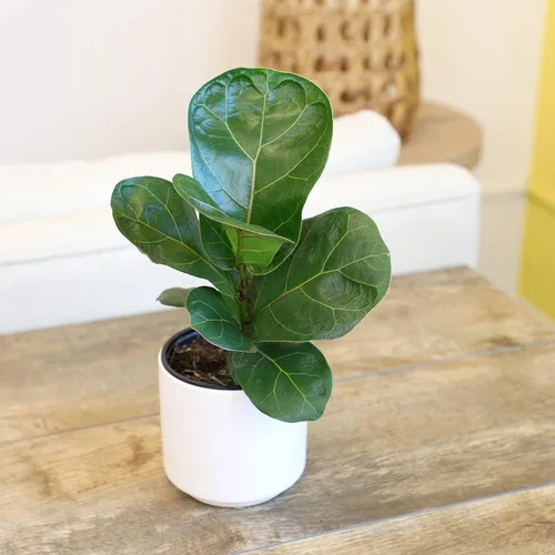 Vista 3 de Plantas for Pets - Higuera de hoja de violín (paquete de 4), paquete de plantas Ficus Lyrata, entrega de plantas vivas de Ficus, decoración popular