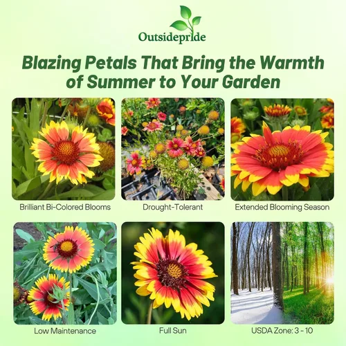 Vista 2 de Outsidepride Gaillardia Pulchella - Semillas de manta india roja para plantar, semillas de flores anuales de 1/4 libras, tolerantes al calor