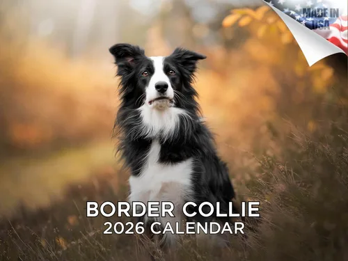 Vista 24 de Calendario de Lebrel Afgano 2025 2026, calendario mensual de pared de raza canina, 12" x 18" abierto, papel grueso sin traspaso, ideal para regalo