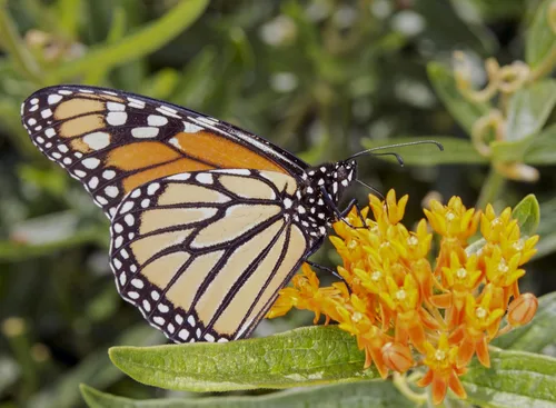 Vista 4 de Paquete de 25 Semillas Premium de Orange Milkweed (Asclepias tuberosa) Butterfly Lady's